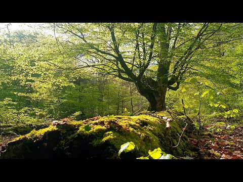 Healing Frequency Deep Into The Woods🌲ENCHANTED FOREST THERAPY🌲 ANCIENT Forest Mysterious Sounds