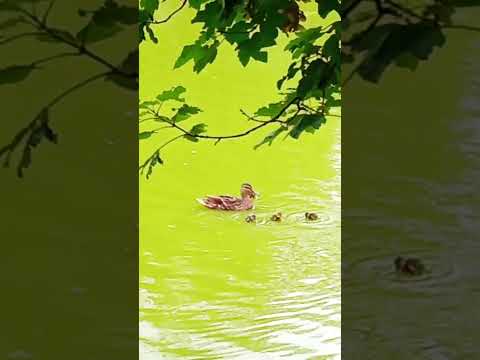 late ducklings #nature #waterfowl #city