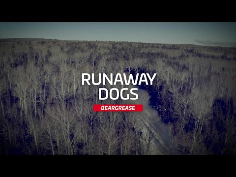 Runaway Dog | QRILLPAWS 2021