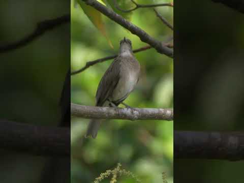 Black-billed Thrush #shorts