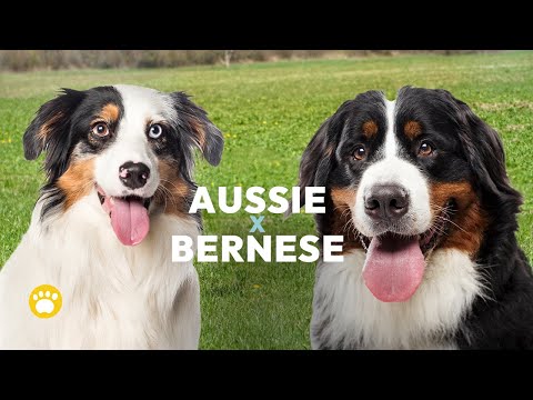 Australian Shepherd Bernese Mountain Dog Mix Facts