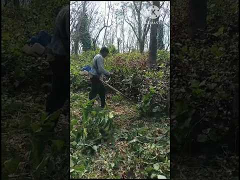 #newmachine #weedcutting #brushcutter #weeder #hosameshin #kaley #krishiyantra #shortsvideo