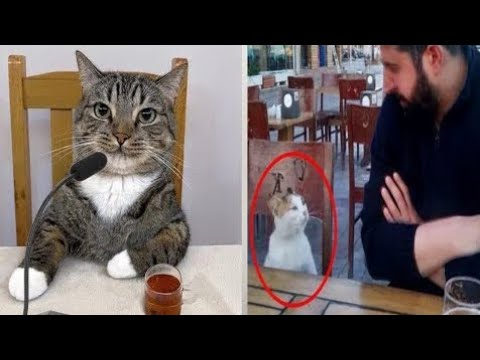 when your cat's got something very important to say 😹 funniest animals😂