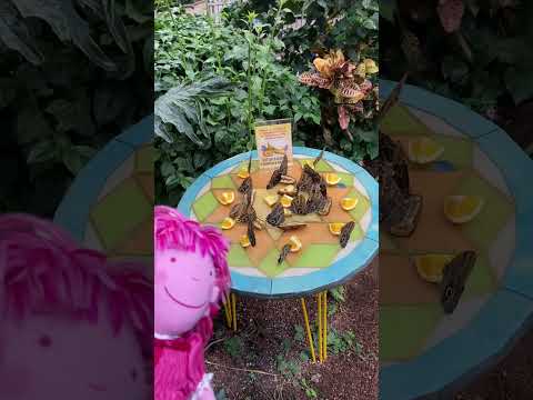 🦋 PINKALICIOUS Explores the Butterfly Biosphere! Butterfly Museum Part 2