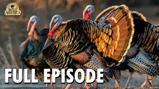 Wild America | S10 E9 'Wild Turkey - Part 1' | Wild America Animal Channel