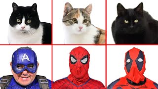 Superheroes vs Cats