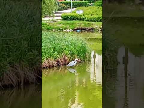 heron as meditation 2 #city #pond #heron