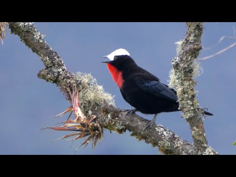 White-capped Tanagers Calling