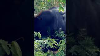 Indian gaur    Animal Planet    BBC Earth    Wildlife