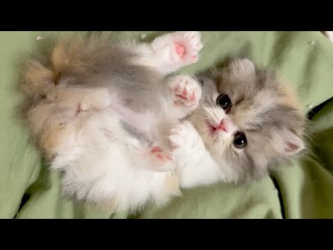 魅力的な子猫たちがあなたを虜にします ♥