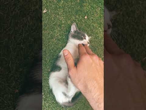 Cat Lovers | Cute cat | Faisal Naqvi Official