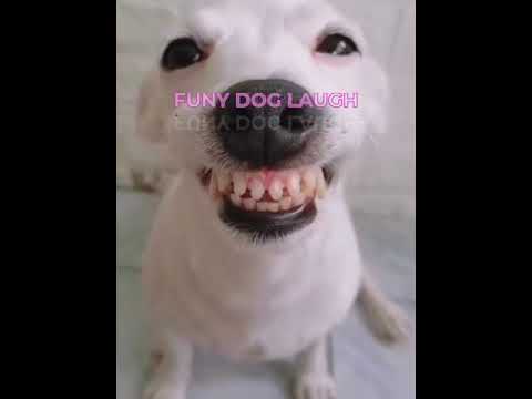 Dog laugh funy #doglaugh #funydoglaugh #funny  #funnyvideos #dog