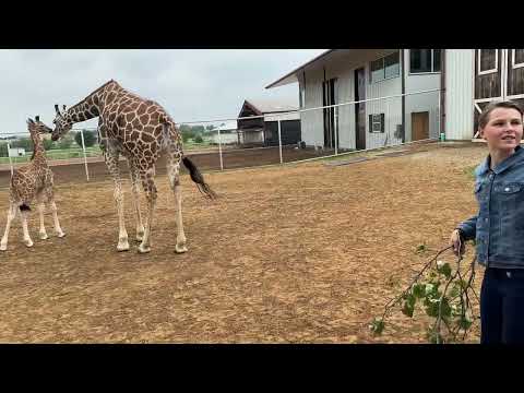 Brooke Meets Finn The Baby Giraffe! 🦒