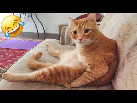 The Funniest Animal Videos 2024 😻 Funny Cats And Dogs To Make You Laugh 🤣🐶 Cute Animals