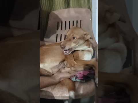 Aisa majak katai pasand nahi? #dogloverforlife  #doglife #dogsvideo #short