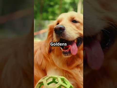 Golden Retrievers The Ultimate Family Dogs 🐾