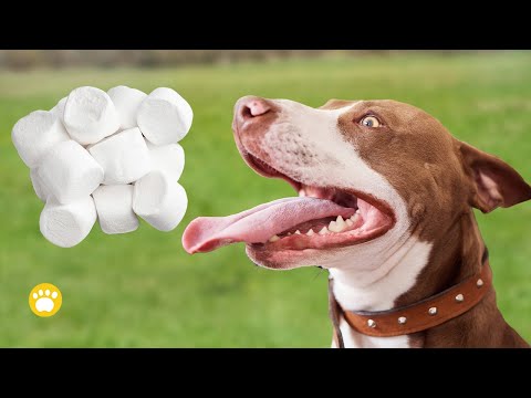 7 Reasons to Keep Marshmallows Away from Dogs