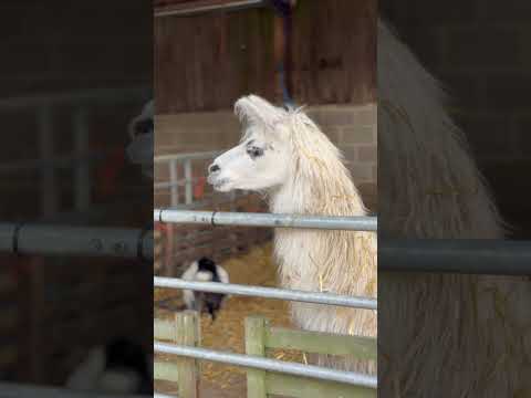 Llamas #shortsvideo #Llamas ￼