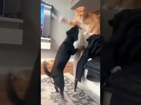 try not to laugh cats and dogs 😆 funniest Animal Videos 🤣 #funny #funnyvideo #shorts #viral