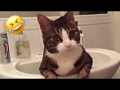 The Funniest Talking Pets Videos Ever! Must Watch!