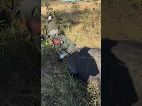 This buffalo bull is an amazingly powerful animal - he was darted to do a health check! 🐃🙌🏻