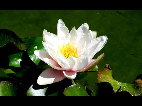 Zen Garden - Lotus Blossoms - Nature sounds (No Music) - Relaxation, Meditation, Mindfulness