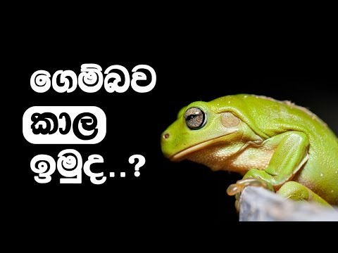 ගෙම්බෙක් කමු I Eat that Frog #motivation #sinhala #productivity #2023