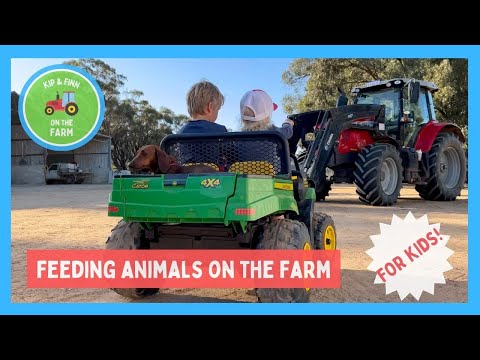 Feeding Cattle and Sheep on the Farm | Animal Care with Kip and Finn