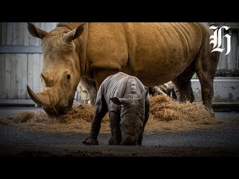 Auckland Zoo welcomes 3-day-old male white rhinoceros calf