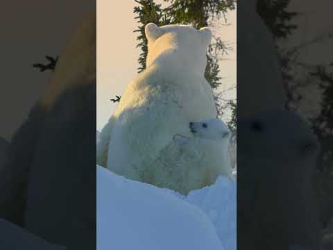 30 Seconds of Baby Polar Bears 🐻‍❄️❤️ #PolarBears #BabyAnimals #NatGeoKids #IncredibleAnimalJourneys