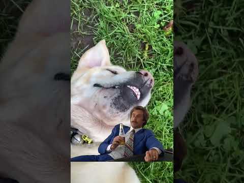 POV: You get distracted by a Dog #Dog #Dogs #DogVideo #DogLife #Labrador #dogtok