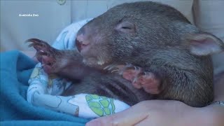 Montana woman picks up baby wombat in Australia