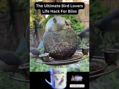 The Ultimate Bird Lovers Hack For Bliss Titmouse Watching birdwatching #birdfeeding #cupofmood