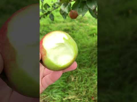 Blind Guy tastes wild fruit