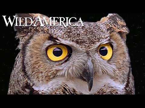 Wild America | S2 E7 Owls: Lords of Darkness | Full Episode HD