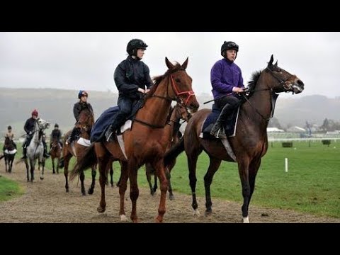 Cheltenham Festival LIVE: Day 2 Results, Best Bets & Shock Wins!