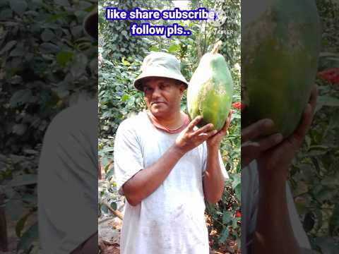 My home,garden,papaya #myhome #village #garden #backyard #papaya #shortsvideo #davidkokkada