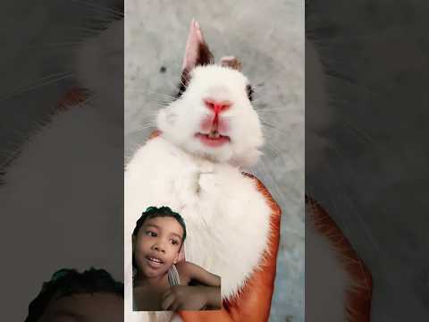 Hello Mera Naam Hai Bunny Bunny | Imposter - Cute Rabbit #Shorts