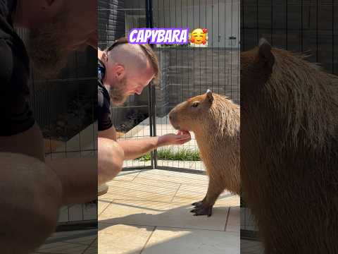 Capybara!❤️#capybara #animals #japan #travel #traveling #travelvlog #cute #pets #japantravel