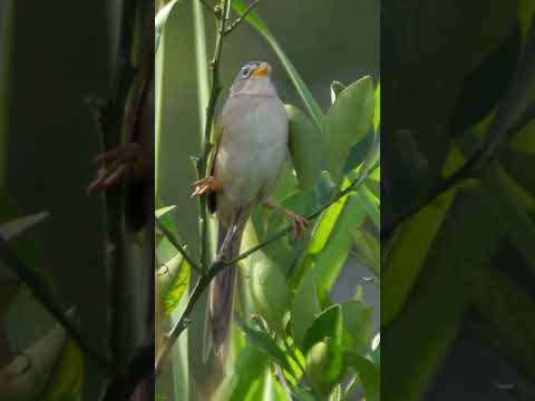 Wedge-tailed Grass-Finch #shorts