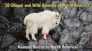 🦫 10 Unique and Wild Animals of North America 🦅 Animals Native to North America