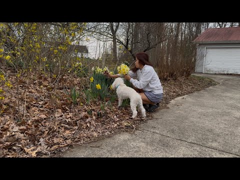 My dog We picked flower #filipinoyoutuber #filipina #ytsearch#subscribers #flowers