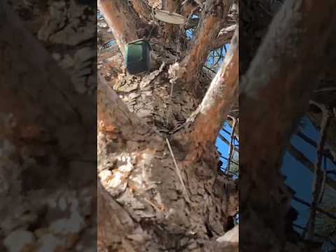 The easiest tree-top Geocache I've ever found! No climbing required! | GeoTrek #shorts