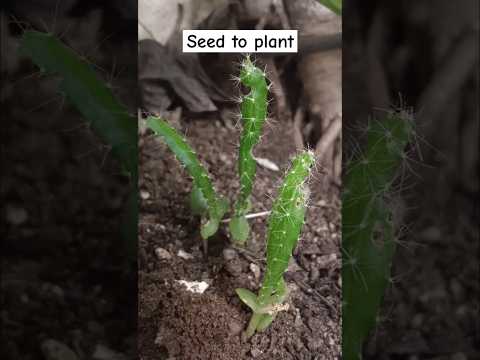 Growing dragon plant from seed|timelapse of dragon fruit plant#youtubeshorts#dragon#dragonplant#grow