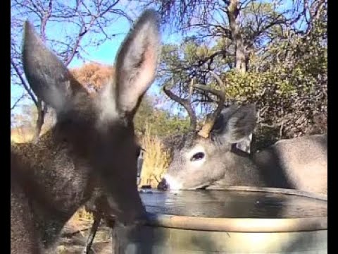 White Tailed Doe paws ice with hooves January 10 2025 morning frozen water tank