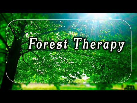 Healing Frequency Forest Therapy 🌳🌞 Begin Your Day with POSITIVE MORNING VIBRATIONS🌳Spring Ambience