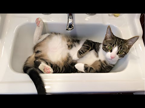 The FUNNIEST Pet Shorts 😹🤳 | New Funny Animals Video 2024 #2