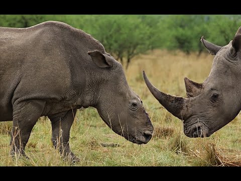 The Rhino War - Nature / Wildlife