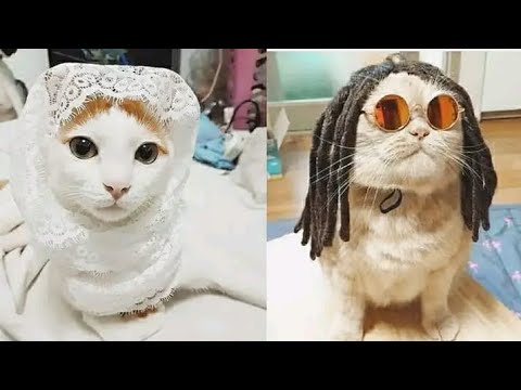 Intelligent Cats Vs Dogs Funny videos | ♥️🤣New Funny videos daily |Wait For End