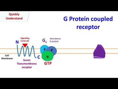 G protein coupled receptor | GPCR